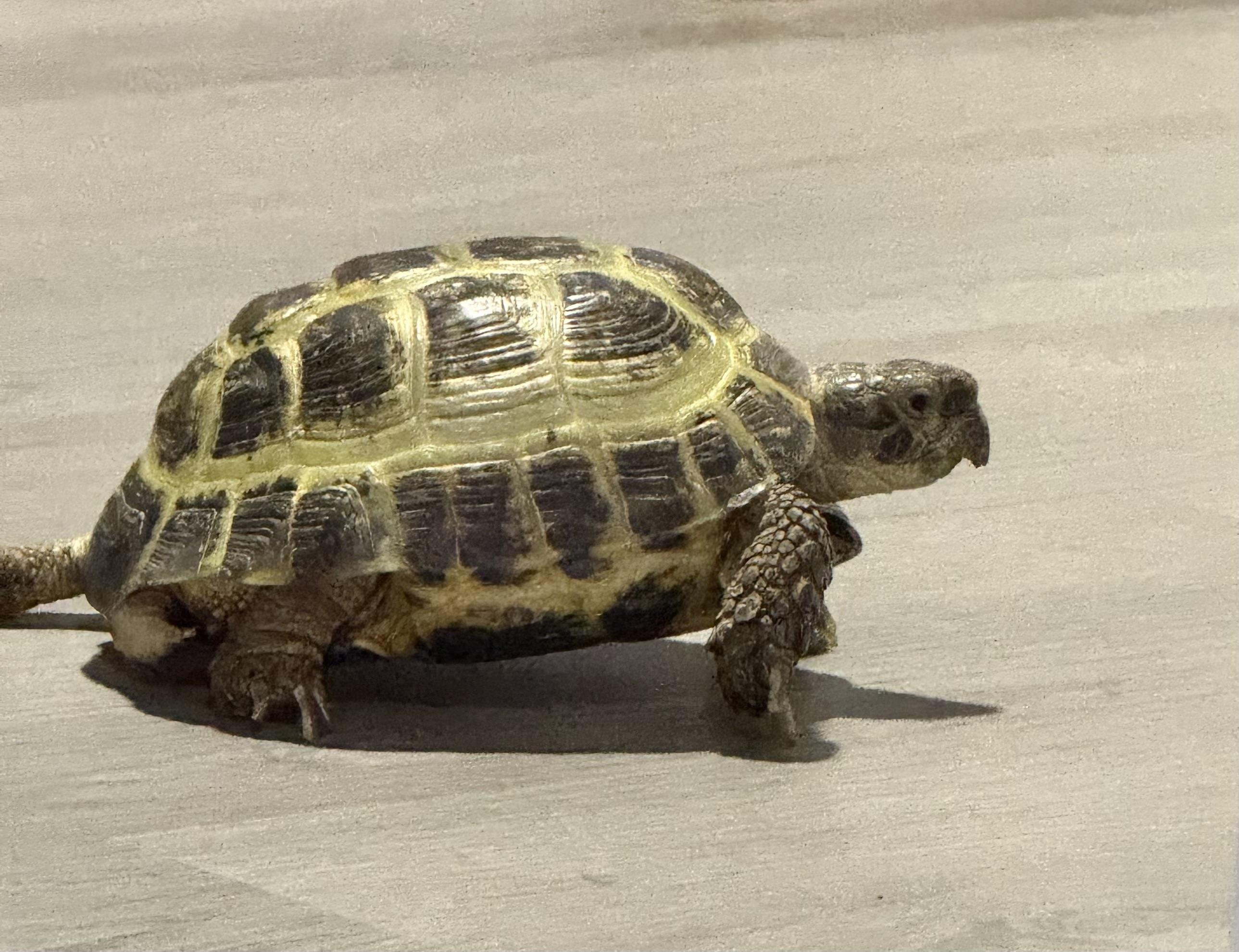 Enlarge Sky, an adopted Russian in Palmerton, PA image 2/3