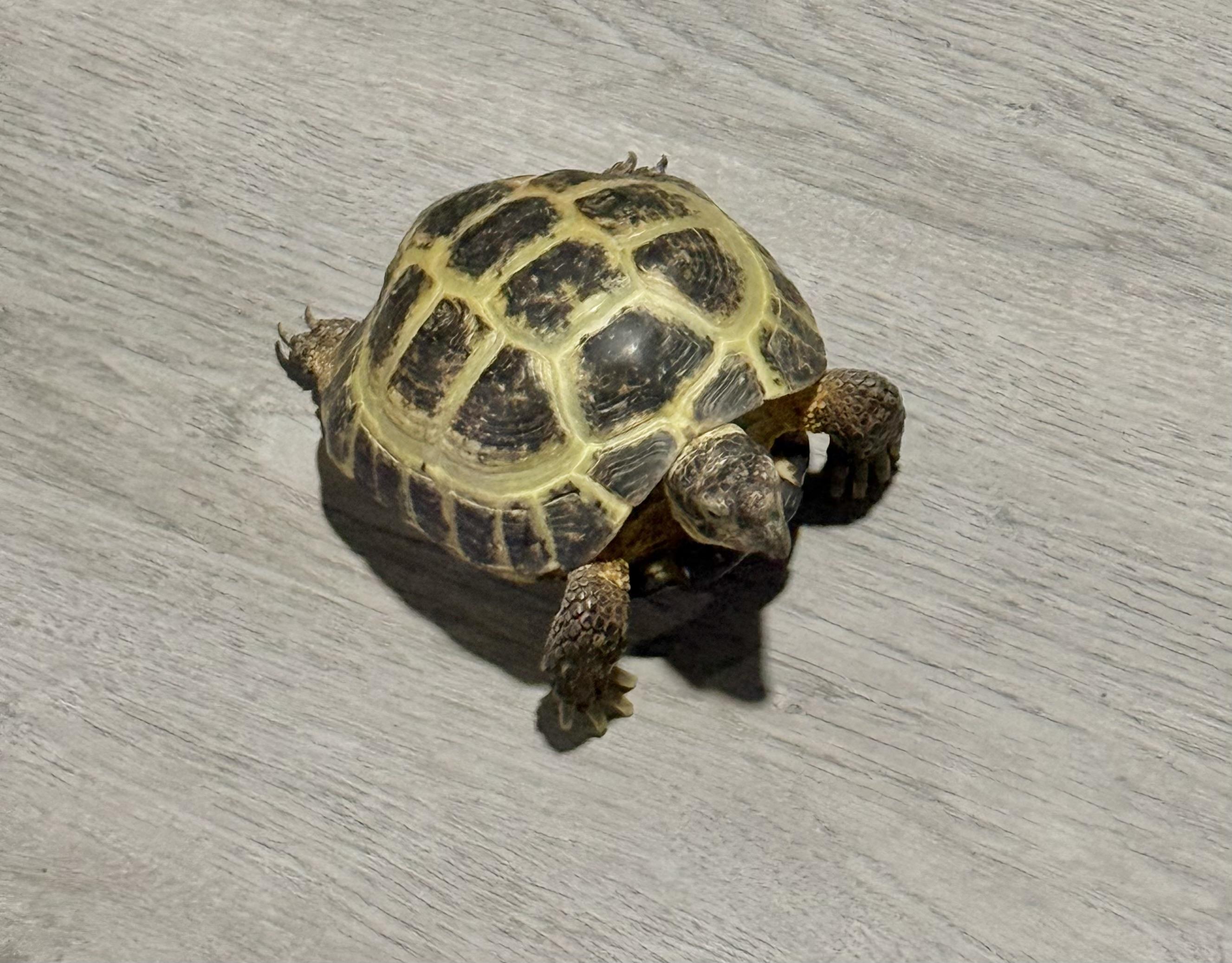 Enlarge Sky, an adopted Russian in Palmerton, PA image 3/3