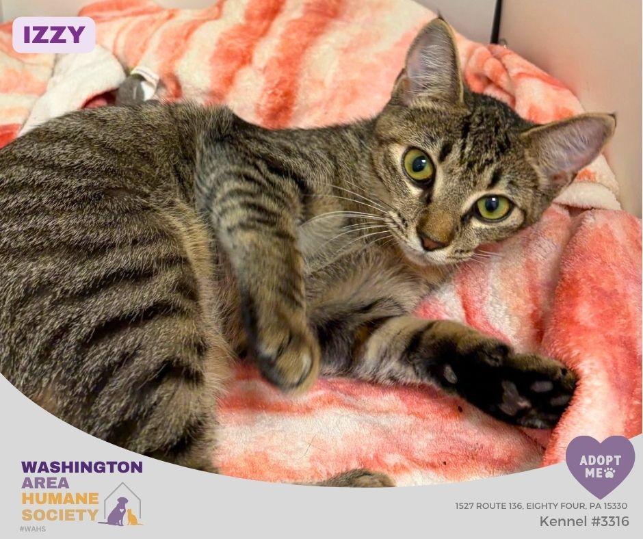 Enlarge Izzy, a Adoptable mixed breed in Eighty Four, PA image 1/1