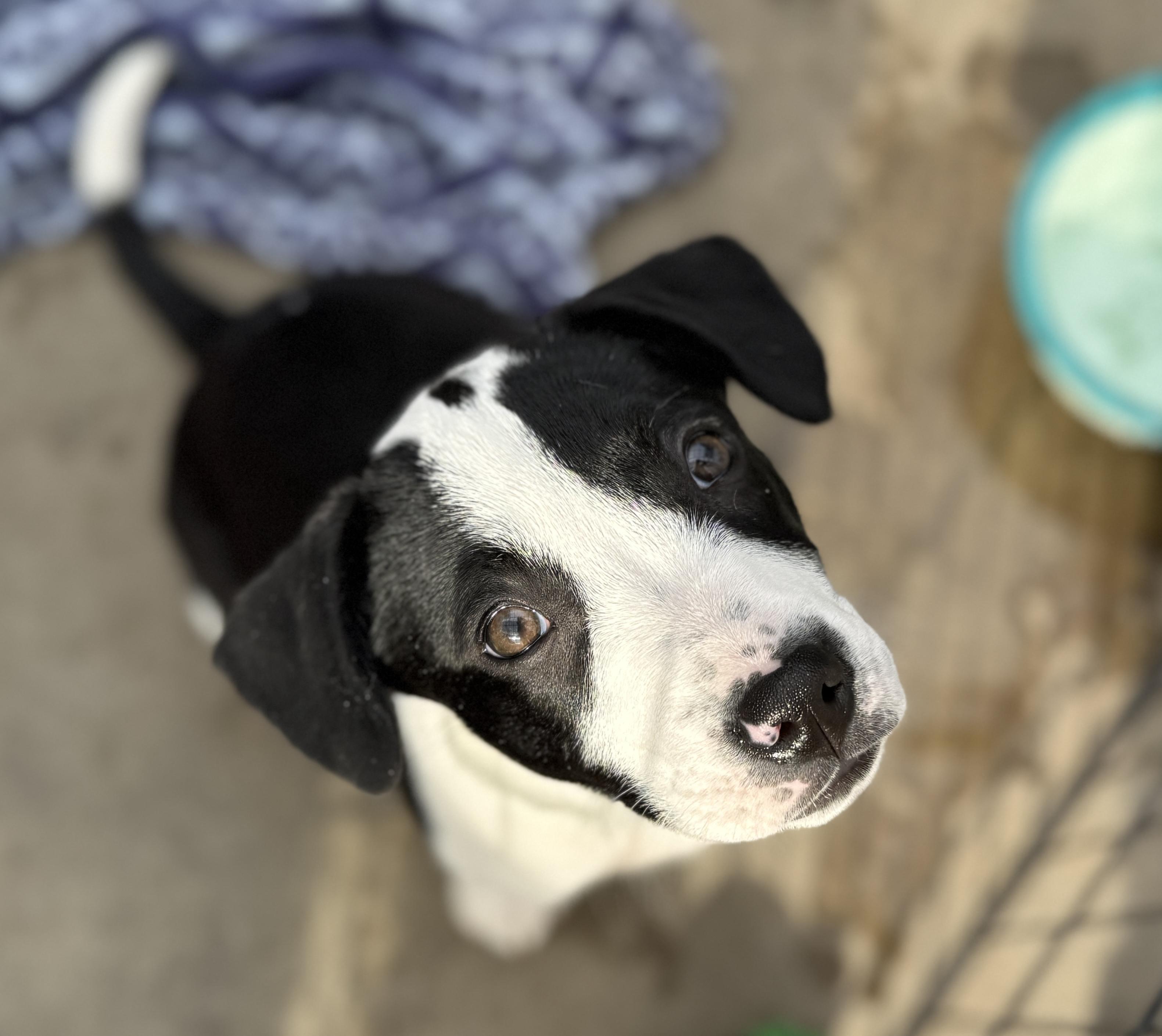 Enlarge Elle, a ADOPTABLE mixed breed in Minneapolis, MN image 3/6