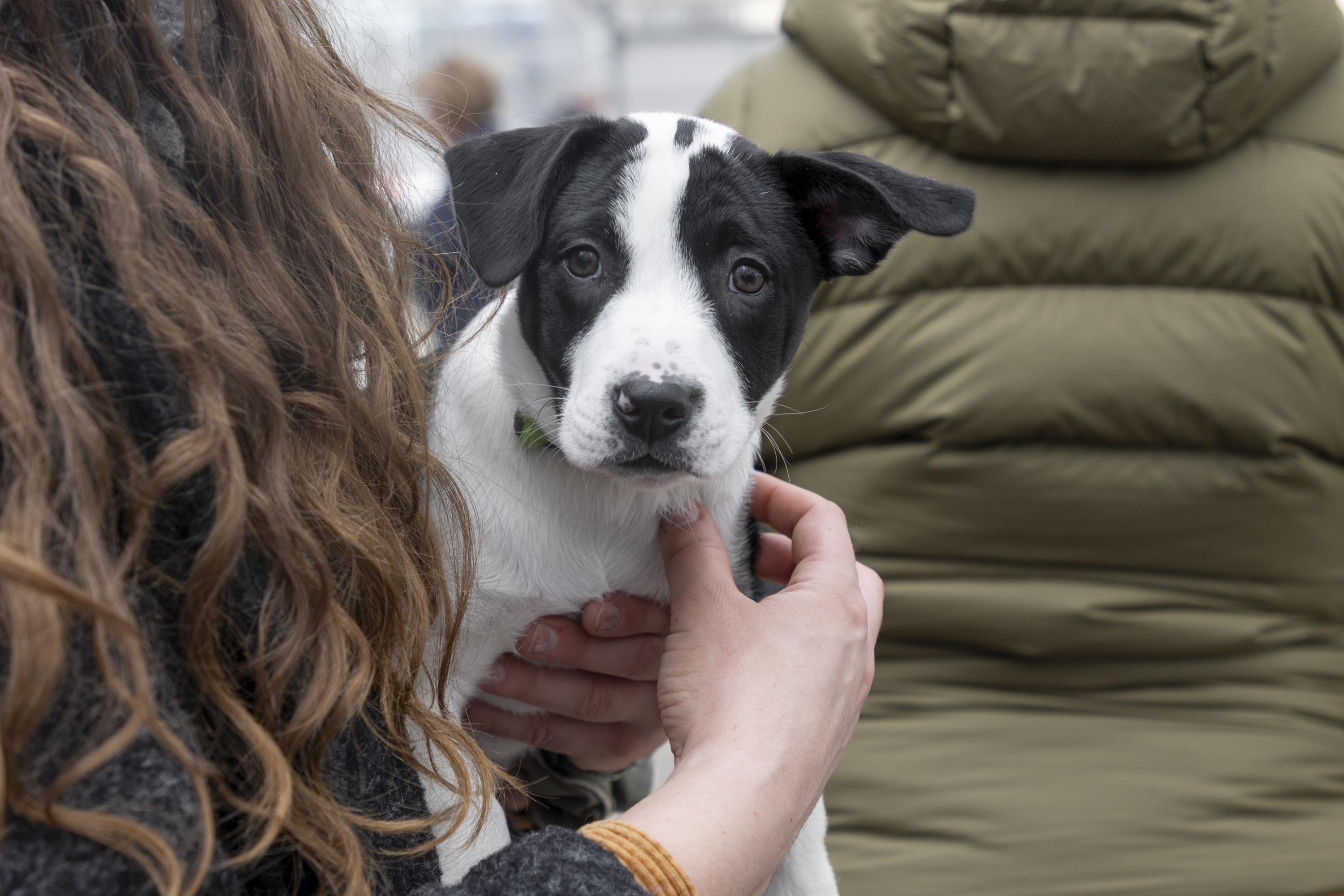 Enlarge Elle, a ADOPTABLE mixed breed in Minneapolis, MN image 2/6