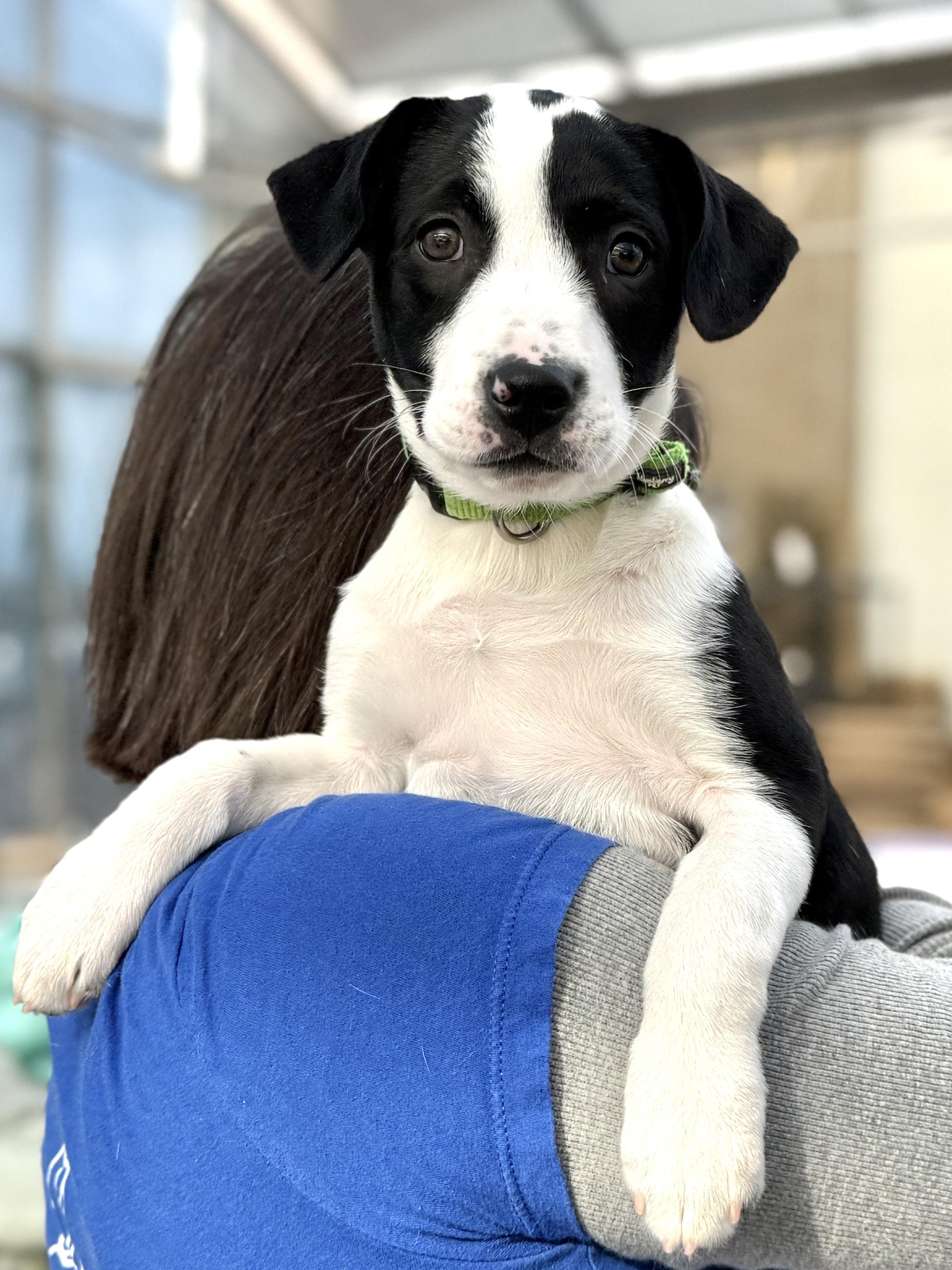 Elle, ADOPTABLE, Puppy Female Retriever & Border Collie.