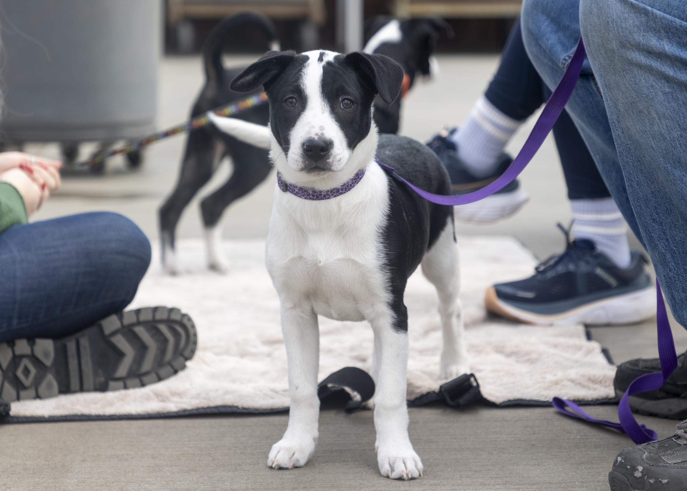 Elle, ADOPTABLE, Puppy Female Retriever & Border Collie.