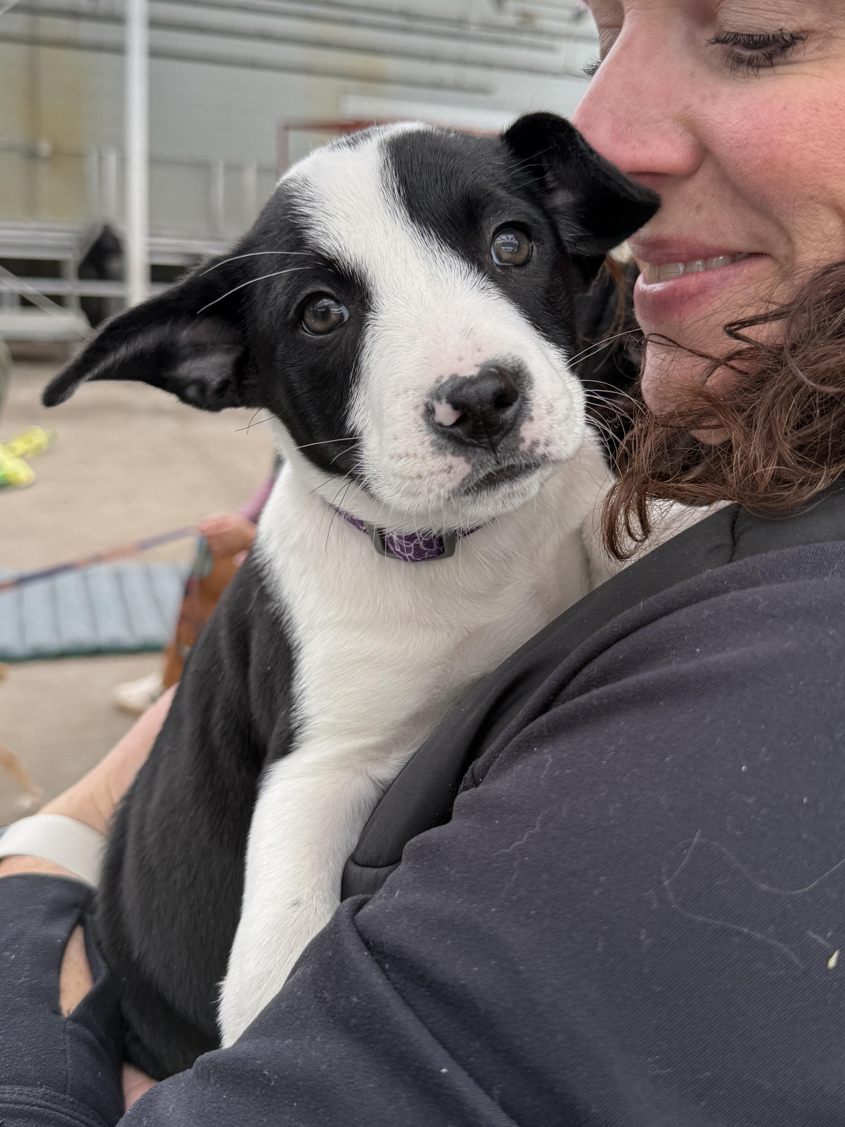 Enlarge Elle, a ADOPTABLE mixed breed in Minneapolis, MN image 4/6