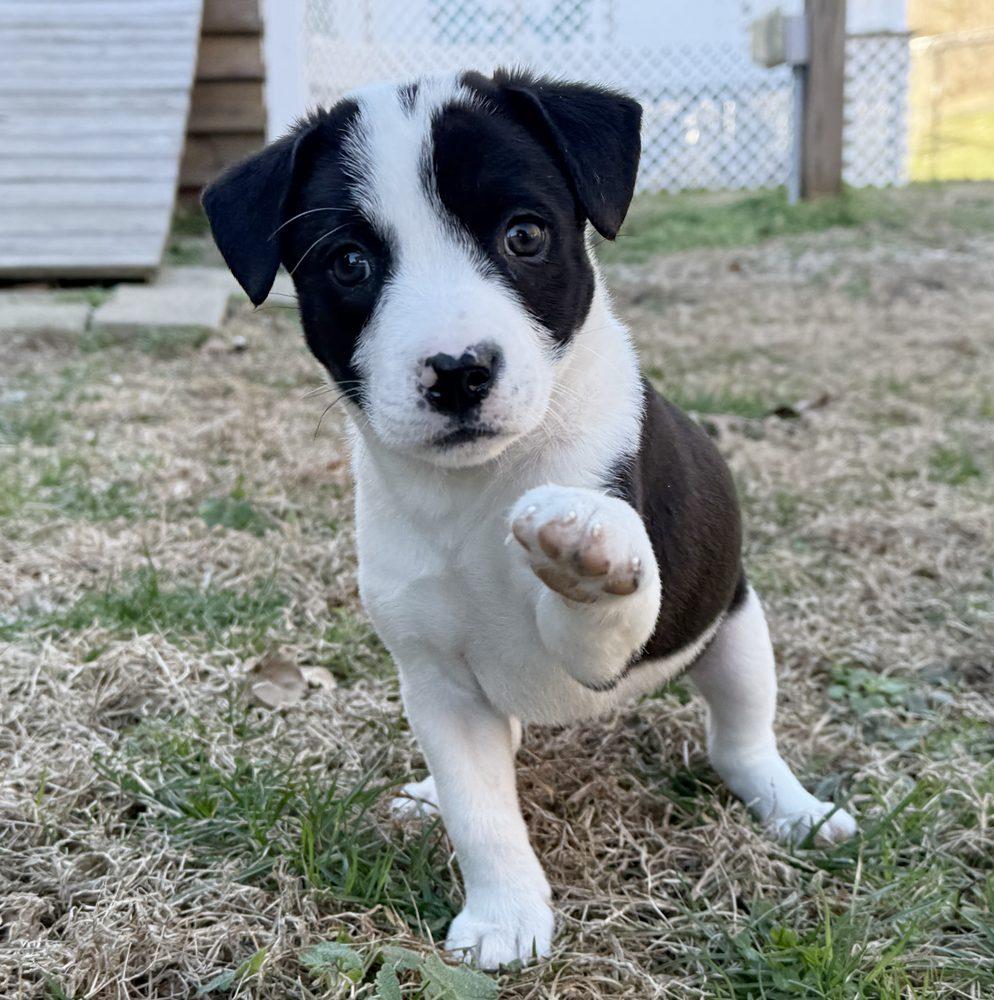 Enlarge Elle, a ADOPTABLE mixed breed in Minneapolis, MN image 6/6