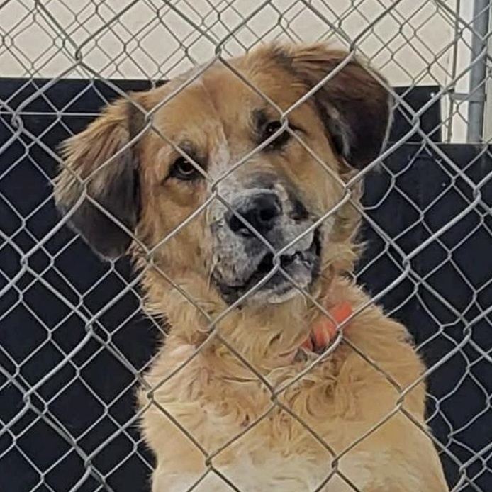Enlarge Alfie, a ADOPTABLE mixed breed in Cedarburg, WI image 3/6