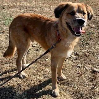 Enlarge Alfie, a ADOPTABLE mixed breed in Cedarburg, WI image 2/6