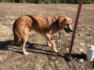 Enlarge Alfie, a ADOPTABLE mixed breed in Cedarburg, WI image 4/6