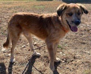 Enlarge Alfie, a ADOPTABLE mixed breed in Cedarburg, WI image 5/6