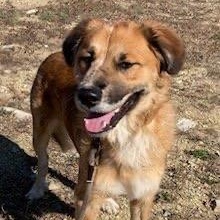 Enlarge Alfie, a ADOPTABLE mixed breed in Cedarburg, WI image 1/6