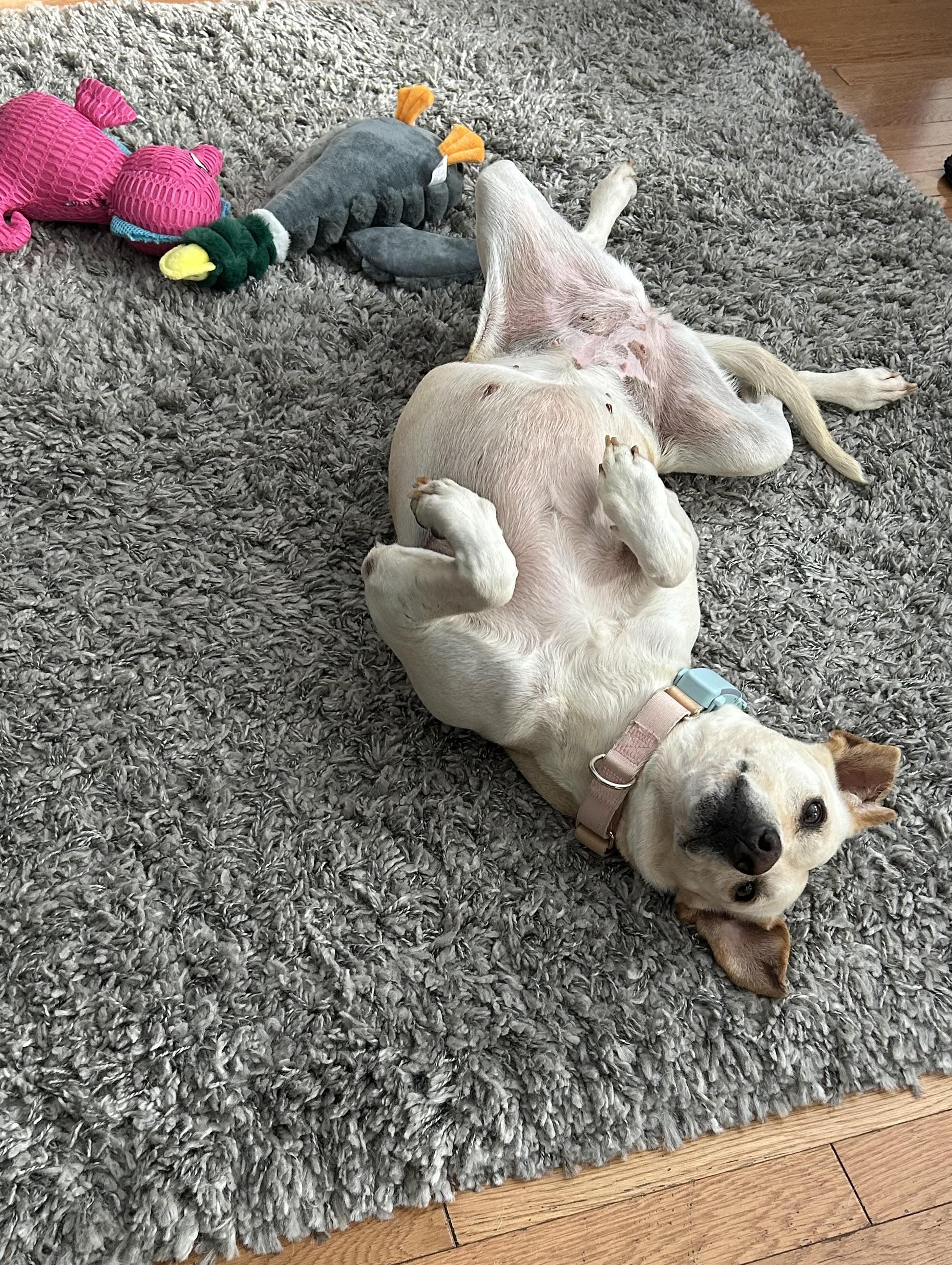 STEVIE — thumbnail 2