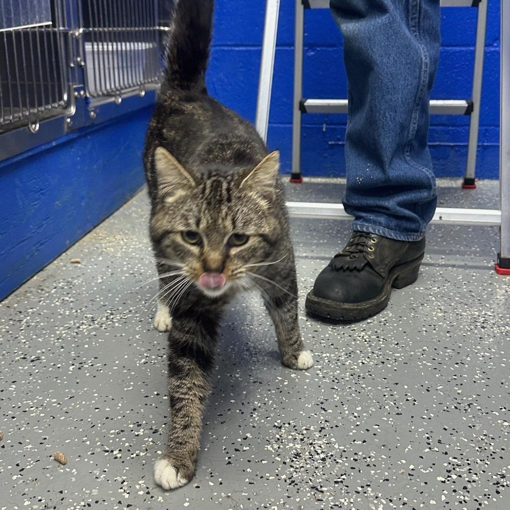 Gardner, Adoptable, Adult Male Domestic Short Hair.