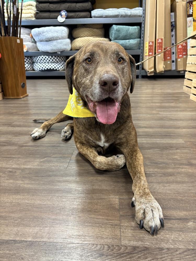 Enlarge Drax, a Adoptable mixed breed in Frisco, TX image 1/6