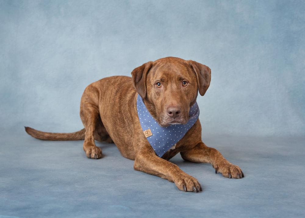 Enlarge Drax, a Adoptable mixed breed in Frisco, TX image 2/6