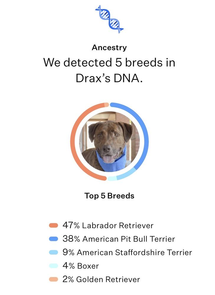 Enlarge Drax, a Adoptable mixed breed in Frisco, TX image 3/6