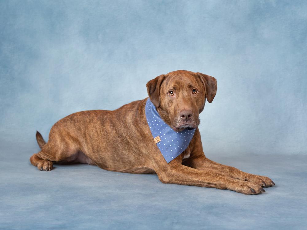 Enlarge Drax, a Adoptable mixed breed in Frisco, TX image 4/6