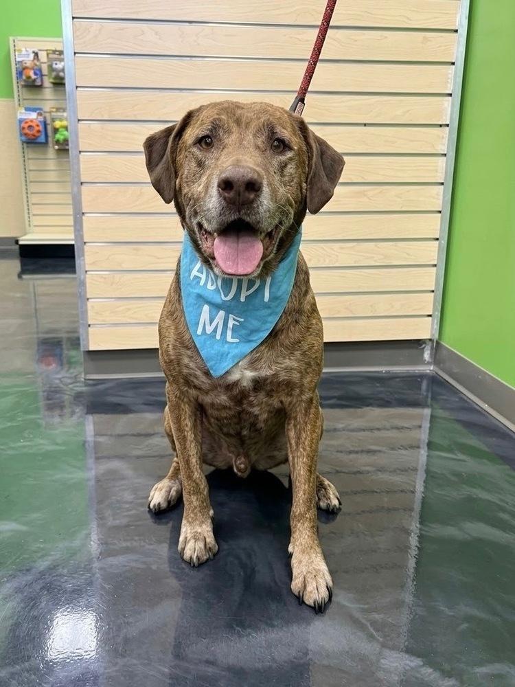 Enlarge Drax, a Adoptable mixed breed in Frisco, TX image 5/6