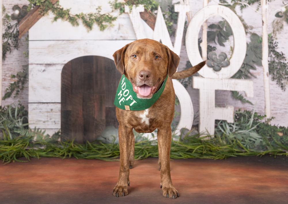 Enlarge Drax, a Adoptable mixed breed in Frisco, TX image 6/6
