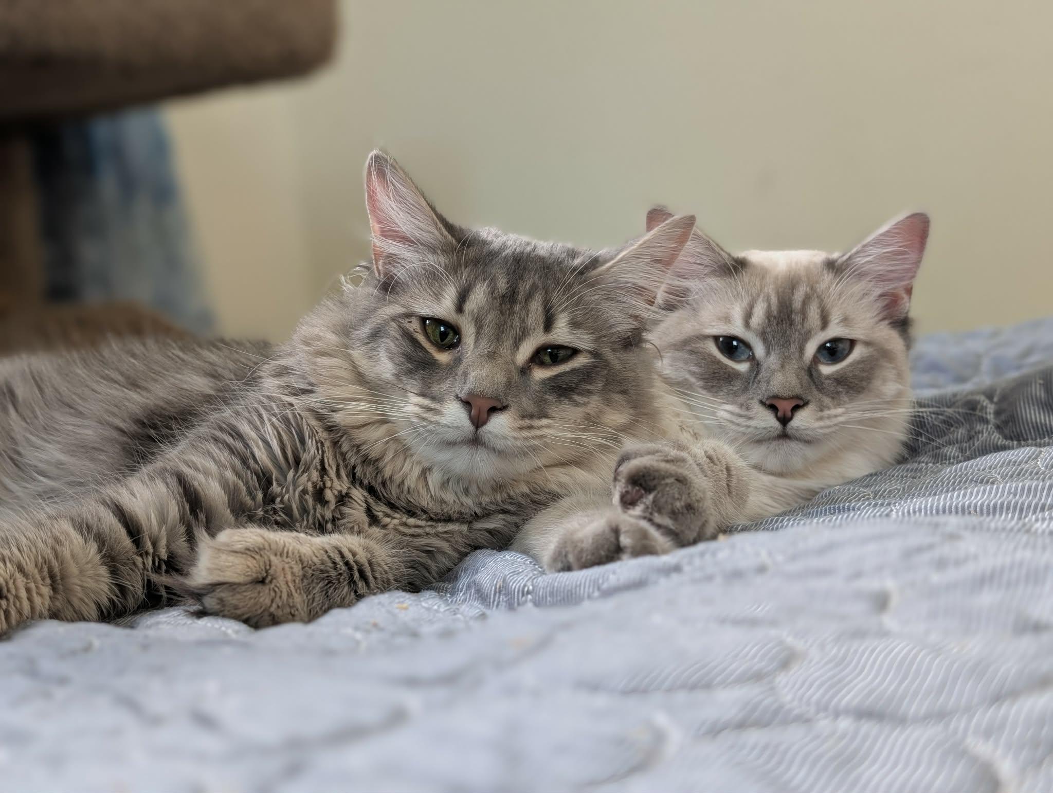 Enlarge Thyra (Viking Sisters Litter), an adopted mixed breed in Baltimore, MD image 3/3