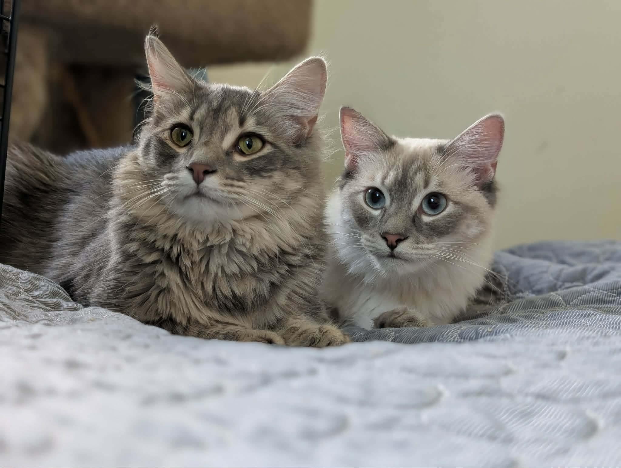 Enlarge Thyra (Viking Sisters Litter), an adopted mixed breed in Baltimore, MD image 2/3