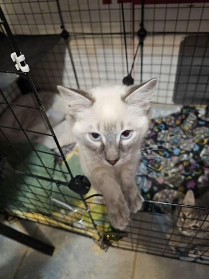 Enlarge Thyra (Viking Sisters Litter), an adopted mixed breed in Baltimore, MD image 1/3