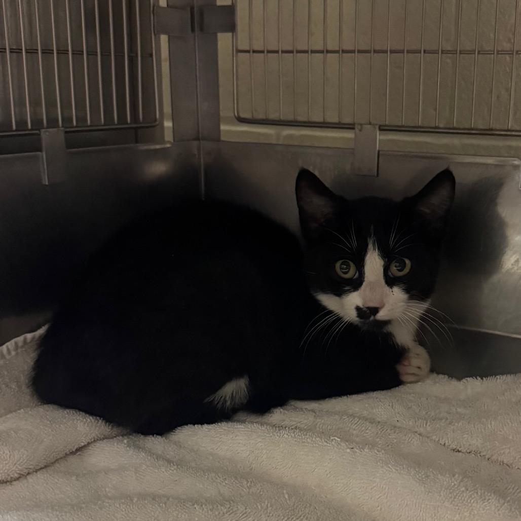 Paris, Adoptable, Kitten Female Domestic Short Hair.