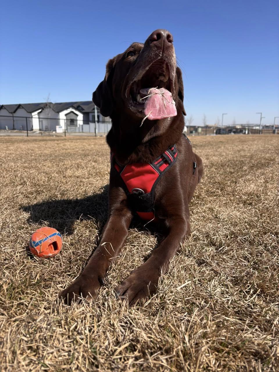 Enlarge Pepsi, an adopted mixed breed in Edmonton, AB image 3/3