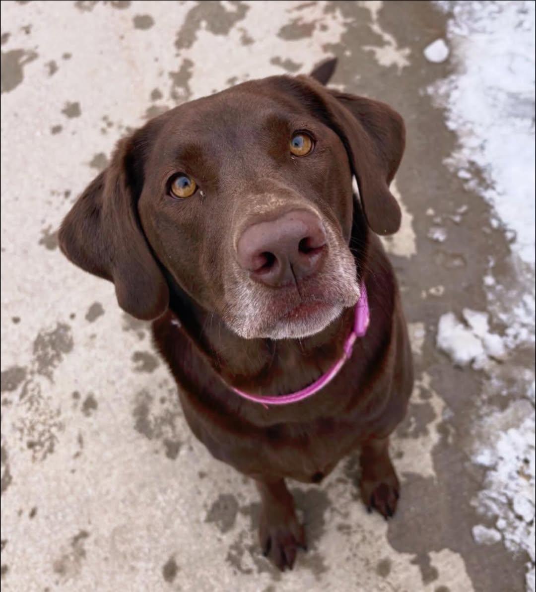 Enlarge Pepsi, an adopted mixed breed in Edmonton, AB image 2/3