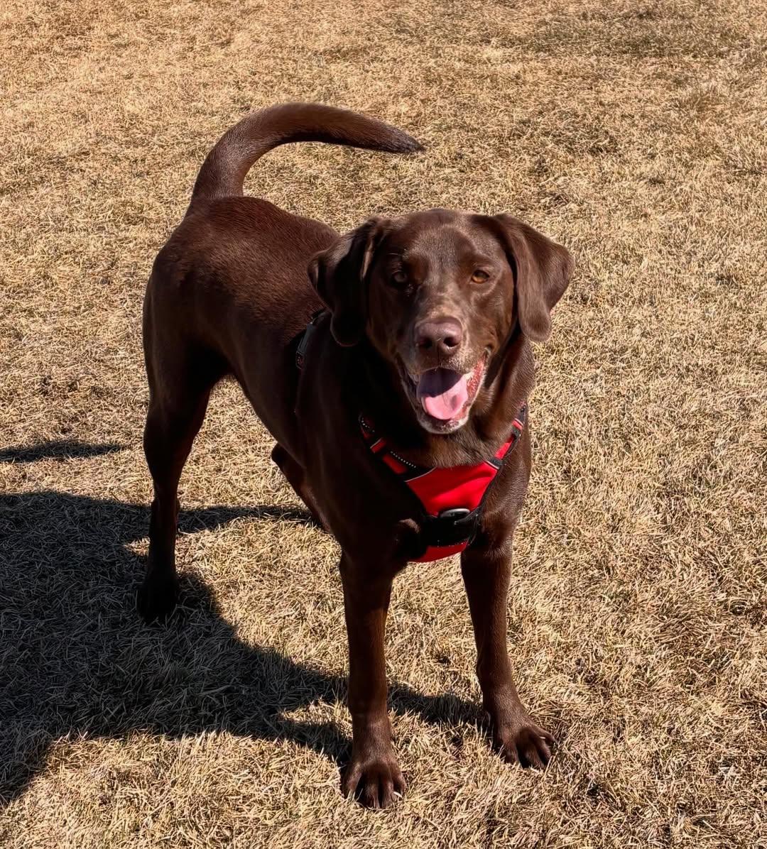 Pepsi, adopted, Adult Female Chocolate Labrador Retriever.