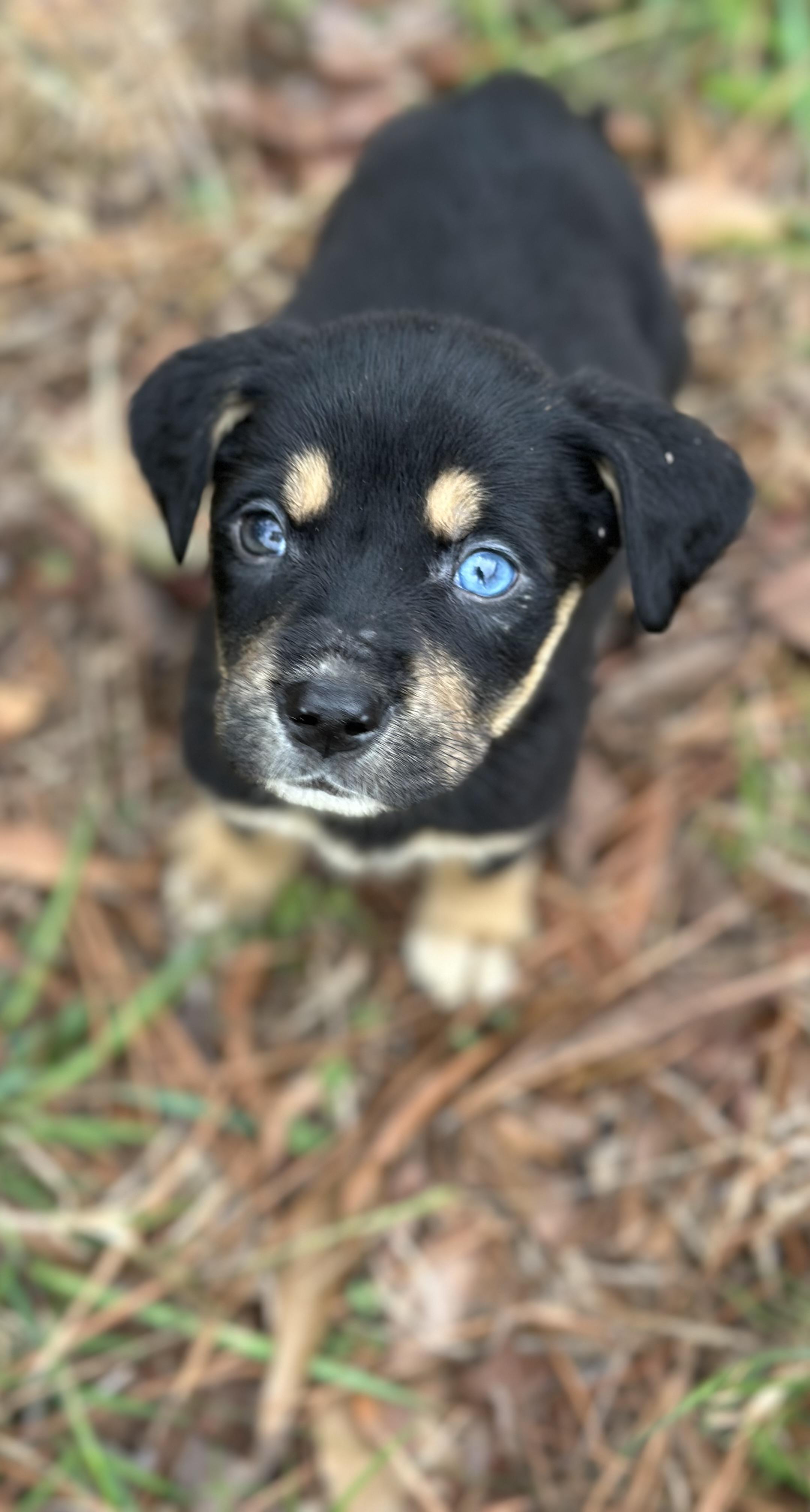 Enlarge Mina, a ADOPTABLE mixed breed in Garden City, KS image 2/5