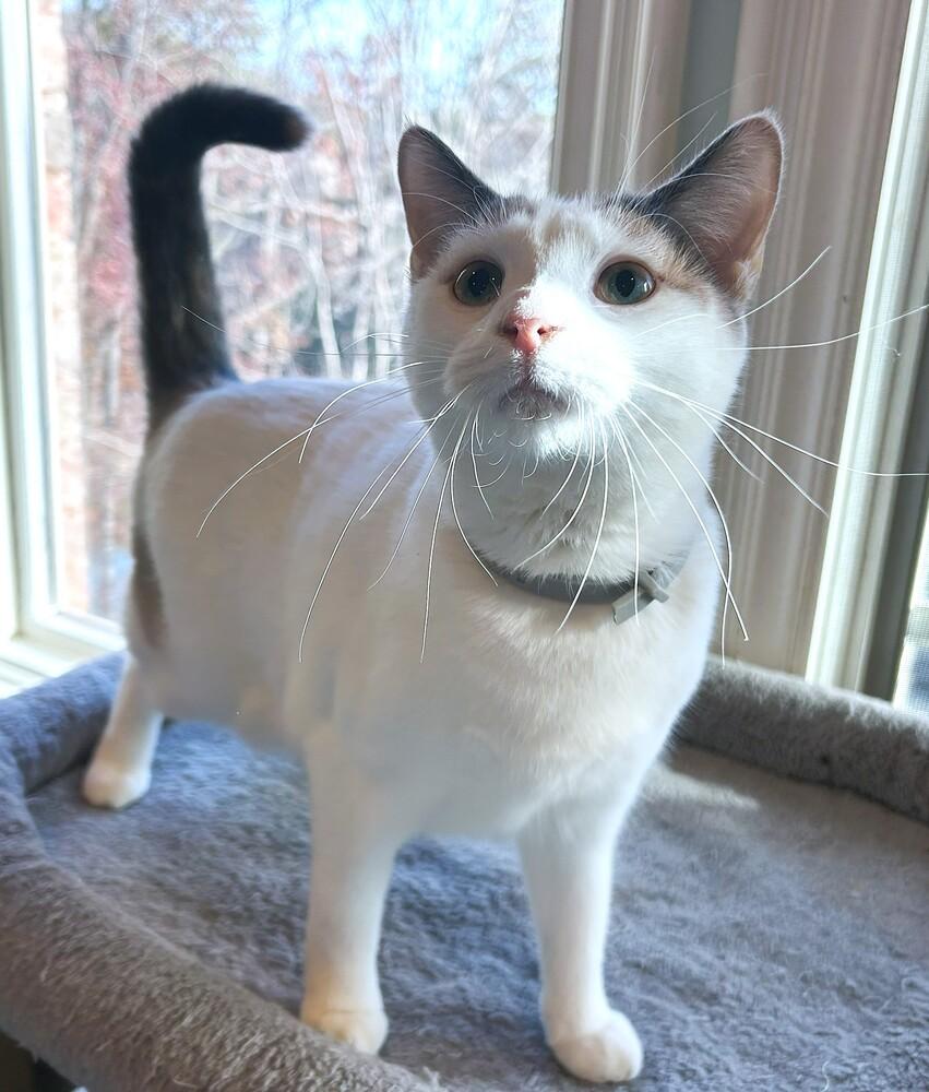 Tatum, Adoptable, Young Female Calico.