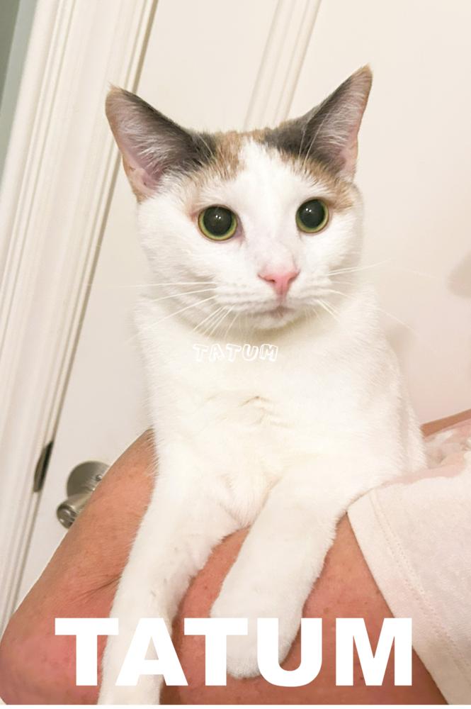 Enlarge Tatum, a Adoptable mixed breed in Mooresville, NC image 2/6