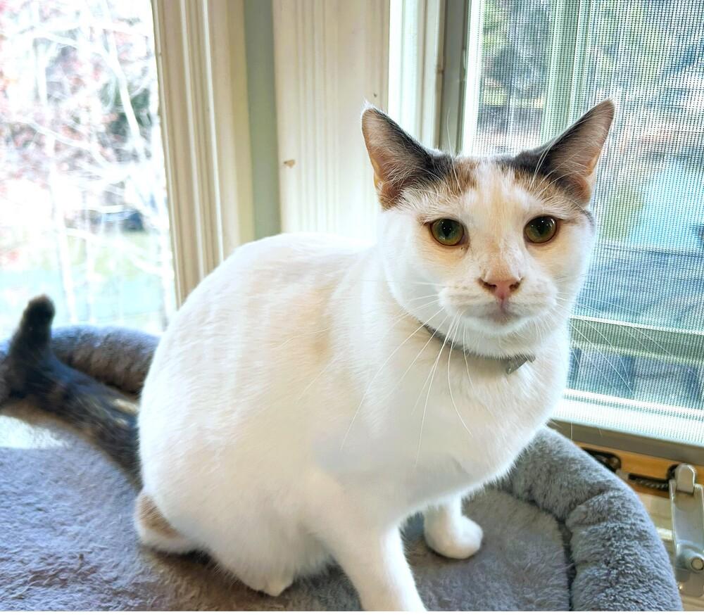 Enlarge Tatum, a Adoptable mixed breed in Mooresville, NC image 3/6