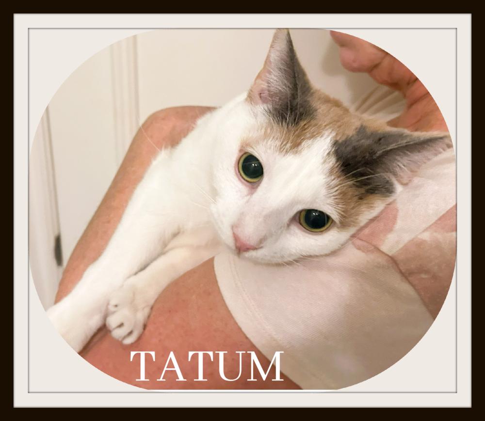 Enlarge Tatum, a Adoptable mixed breed in Mooresville, NC image 4/6