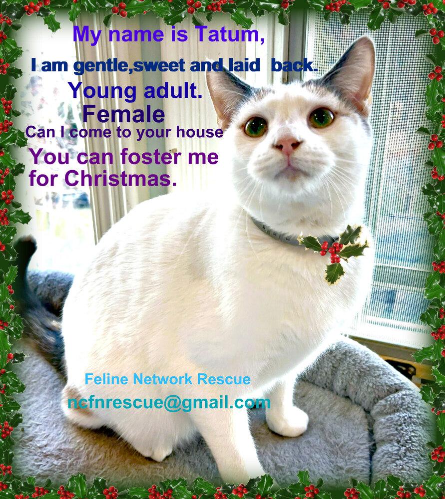 Enlarge Tatum, a Adoptable mixed breed in Mooresville, NC image 5/6