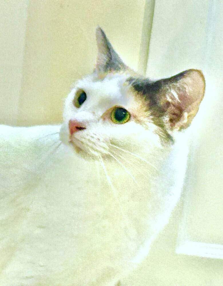 Enlarge Tatum, a Adoptable mixed breed in Mooresville, NC image 6/6