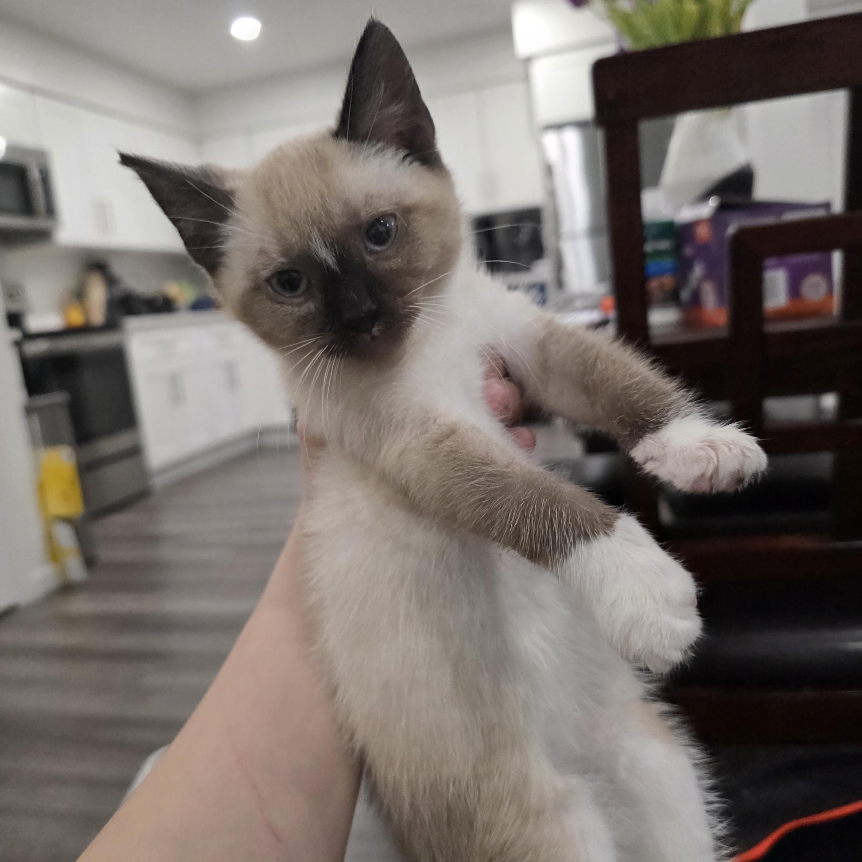 Pablo, ADOPTABLE, Kitten Male Siamese & Domestic Short Hair.