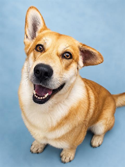 Enlarge CADBURY*, a Adoptable mixed breed in Tucson, AZ image 1/1