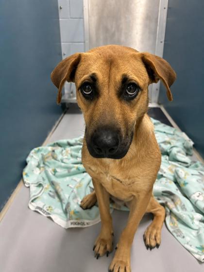 Enlarge Janice 896-26, a Adoptable mixed breed in Cumming, GA image 1/2