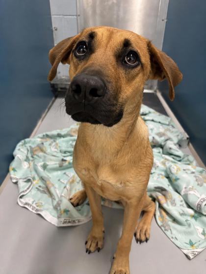 Enlarge Janice 896-26, a Adoptable mixed breed in Cumming, GA image 2/2