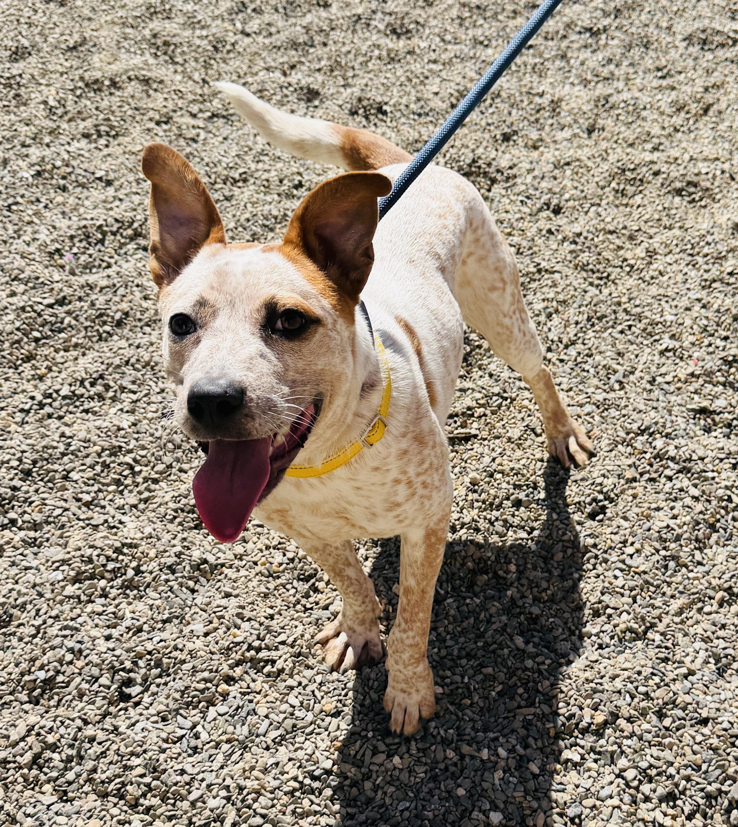 Cinnamon, a ADOPTABLE mixed breed in Brooks, ME image 2/3