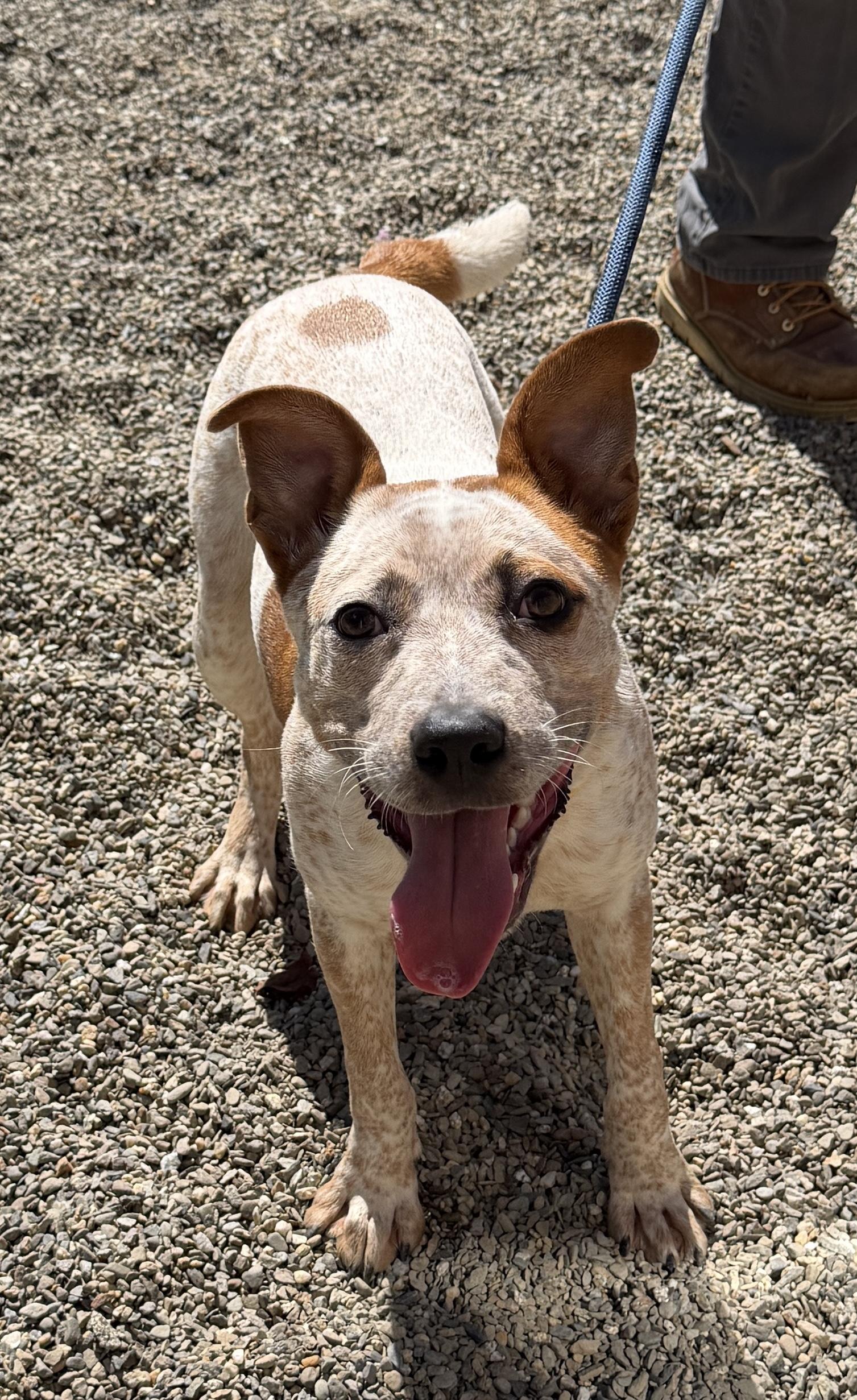 Cinnamon, ADOPTABLE, Young Female Cattle Dog.