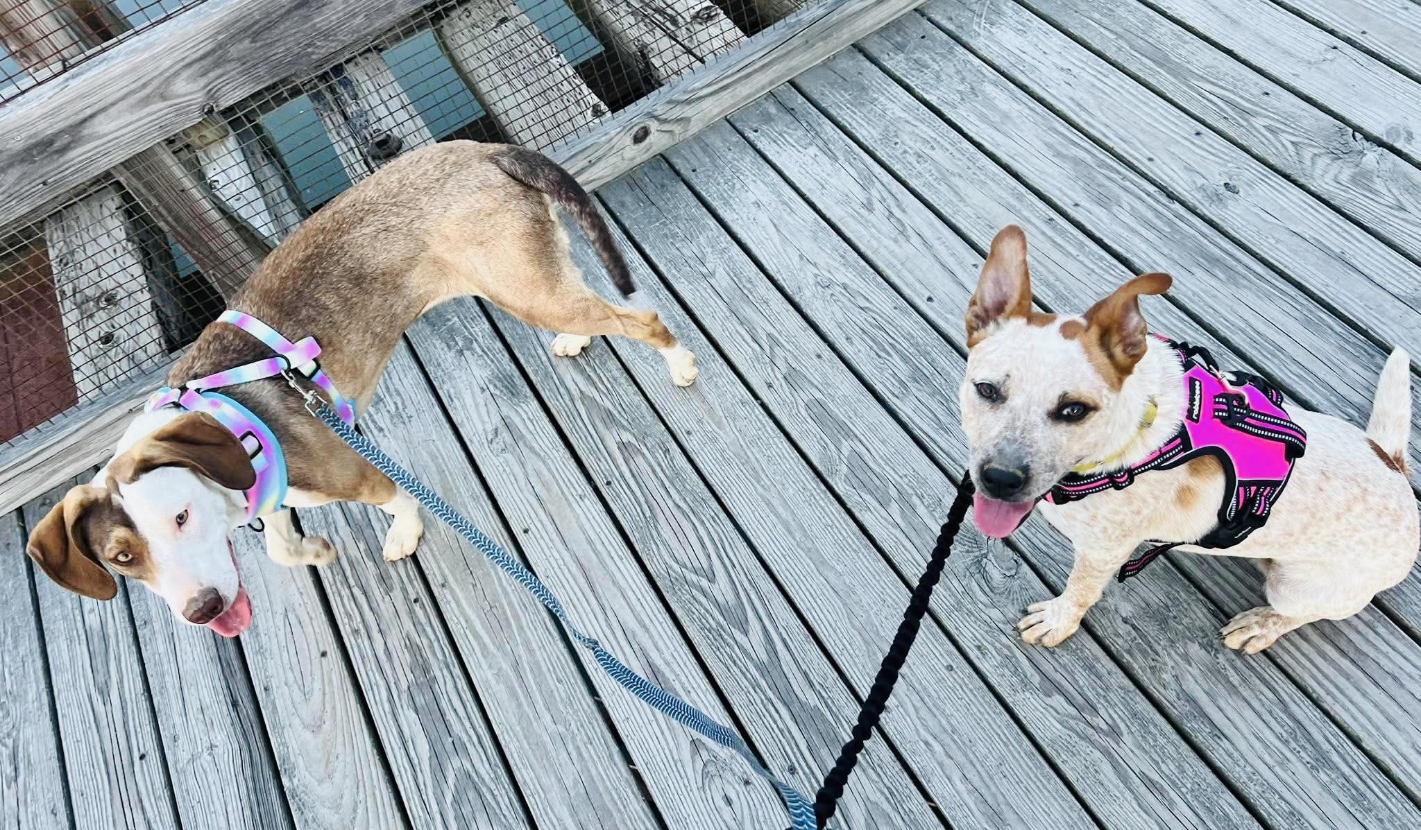 Enlarge Cinnamon, a Adoptable mixed breed in Brooks, ME image 2/5