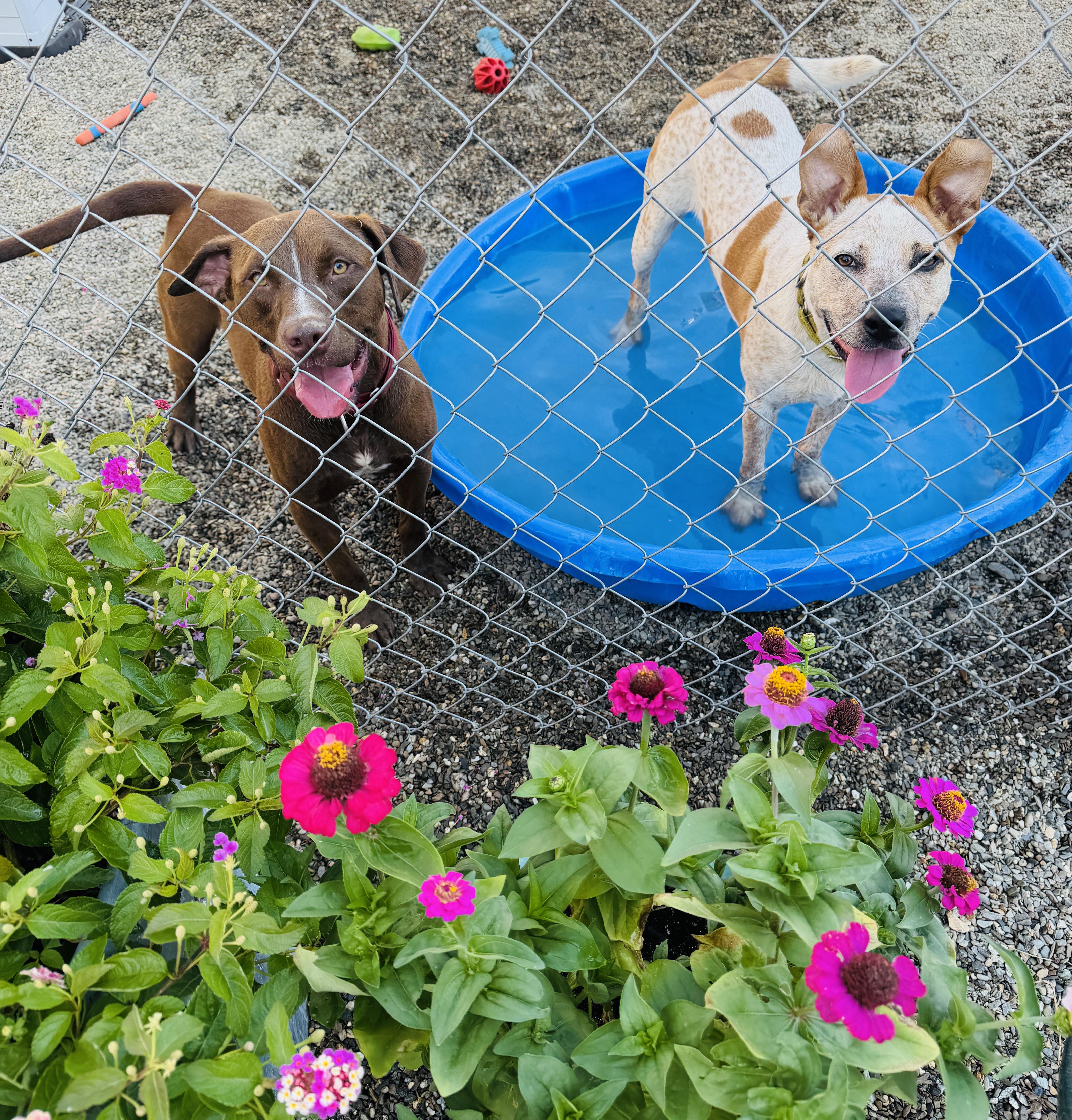 Cinnamon, Adoptable, Young Female Cattle Dog.