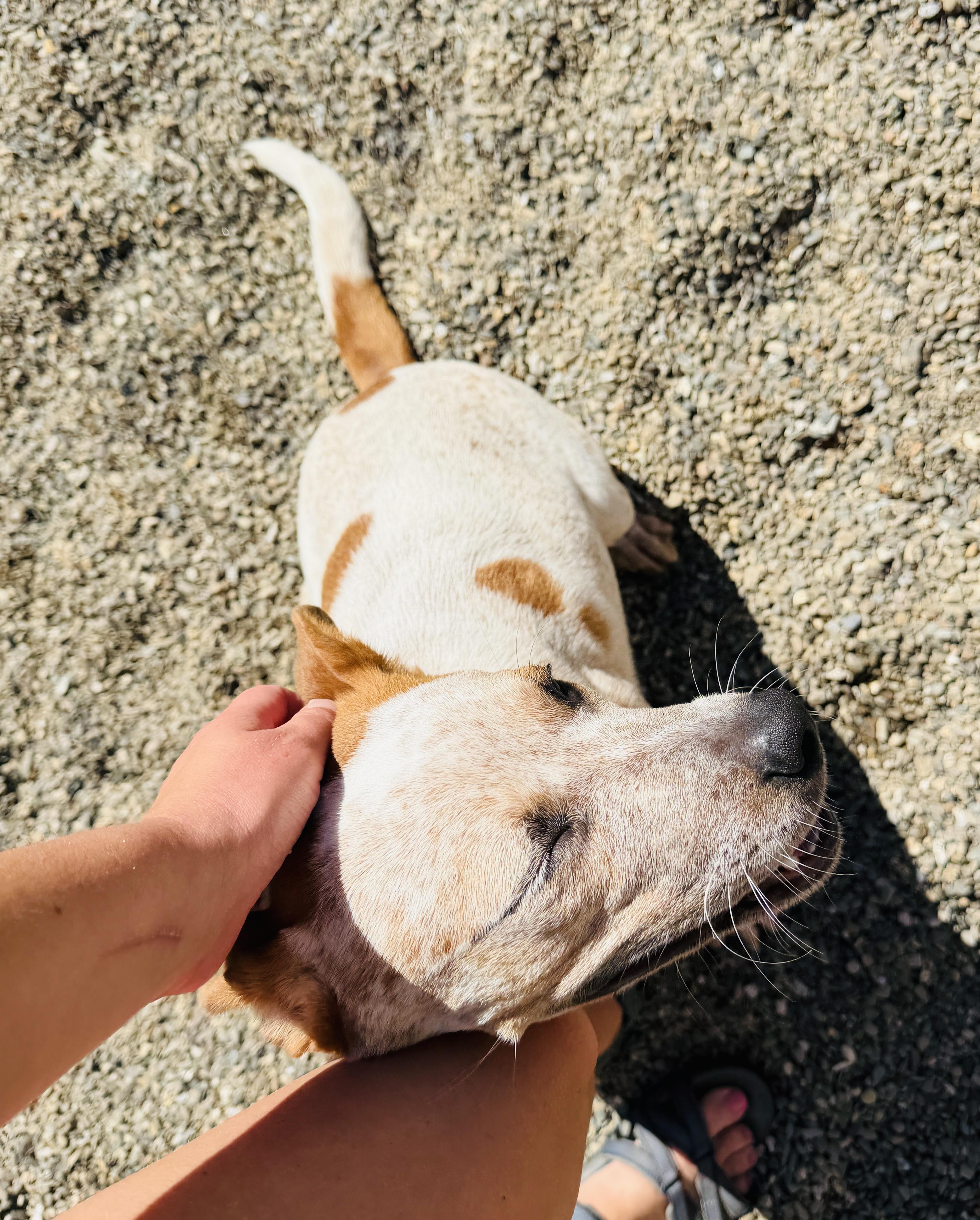 Cinnamon, a ADOPTABLE mixed breed in Brooks, ME image 3/3