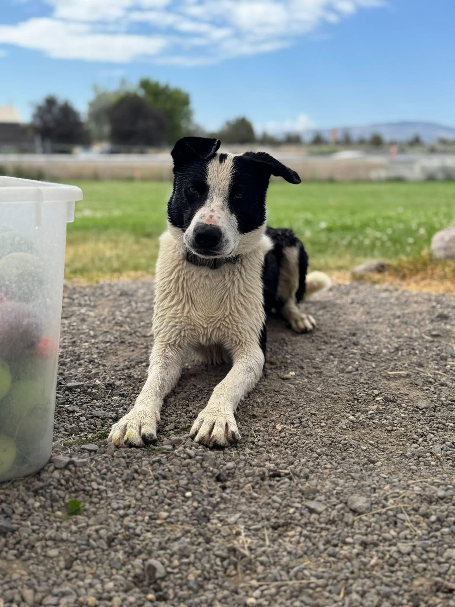 Mac, an adoptable Border Collie in Prineville, OR, 97754 | Photo Image 1
