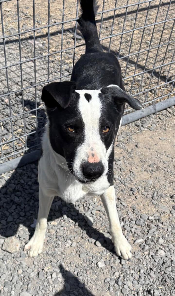 Mac, an adoptable Border Collie Mix in Prineville, OR_image-1