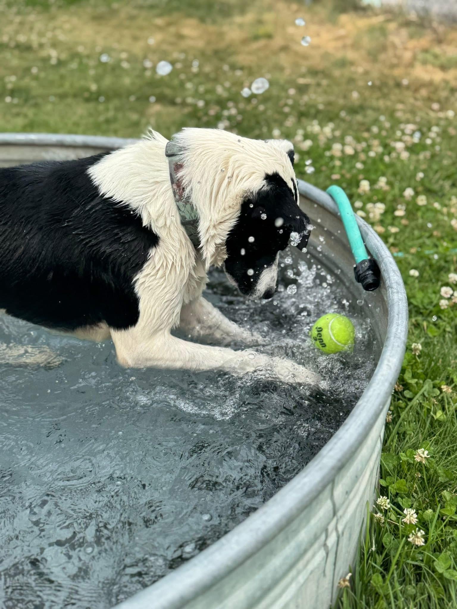 Mac, an adoptable Border Collie in Prineville, OR, 97754 | Photo Image 4