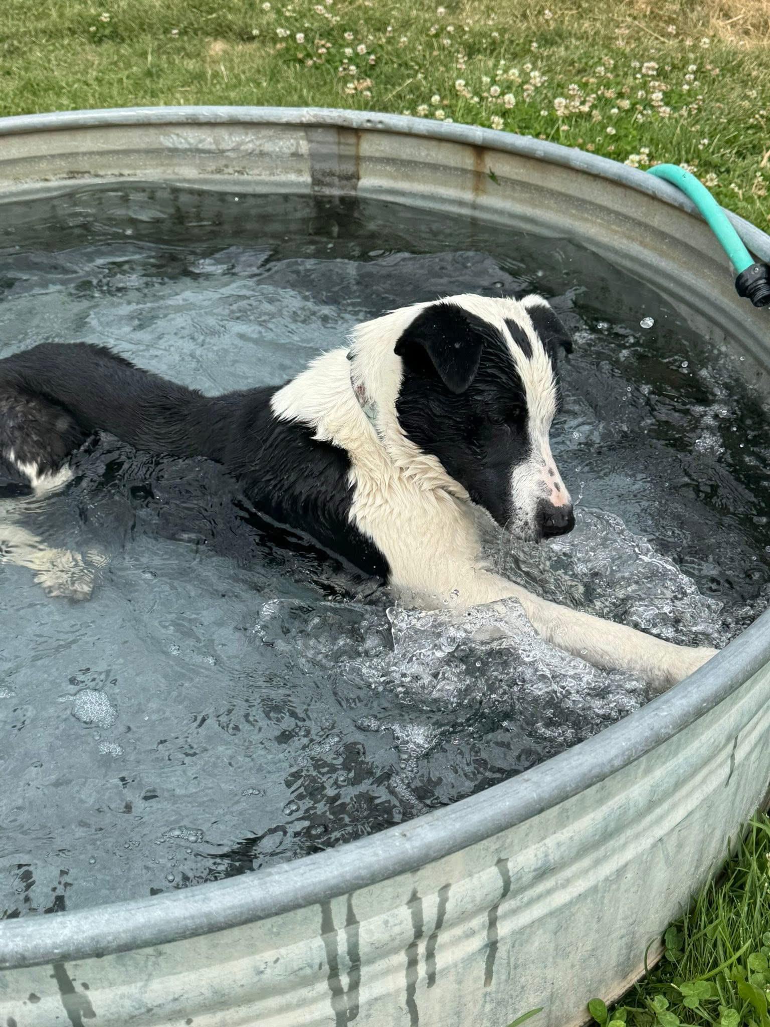 Mac, an adoptable Border Collie in Prineville, OR, 97754 | Photo Image 3