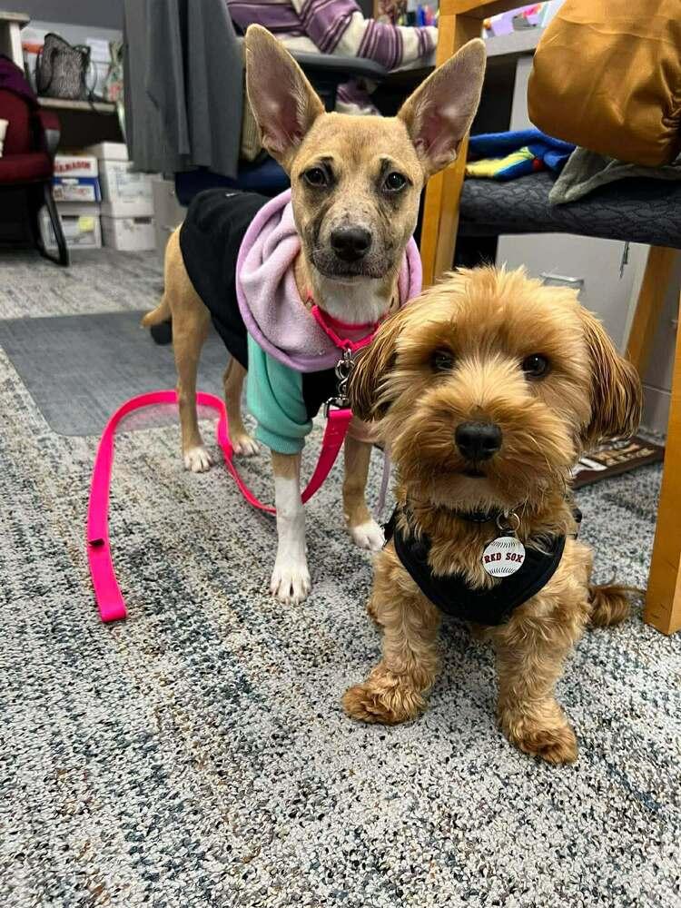 Snapple, Adoptable, Puppy Female Catahoula Leopard Dog & Retriever.